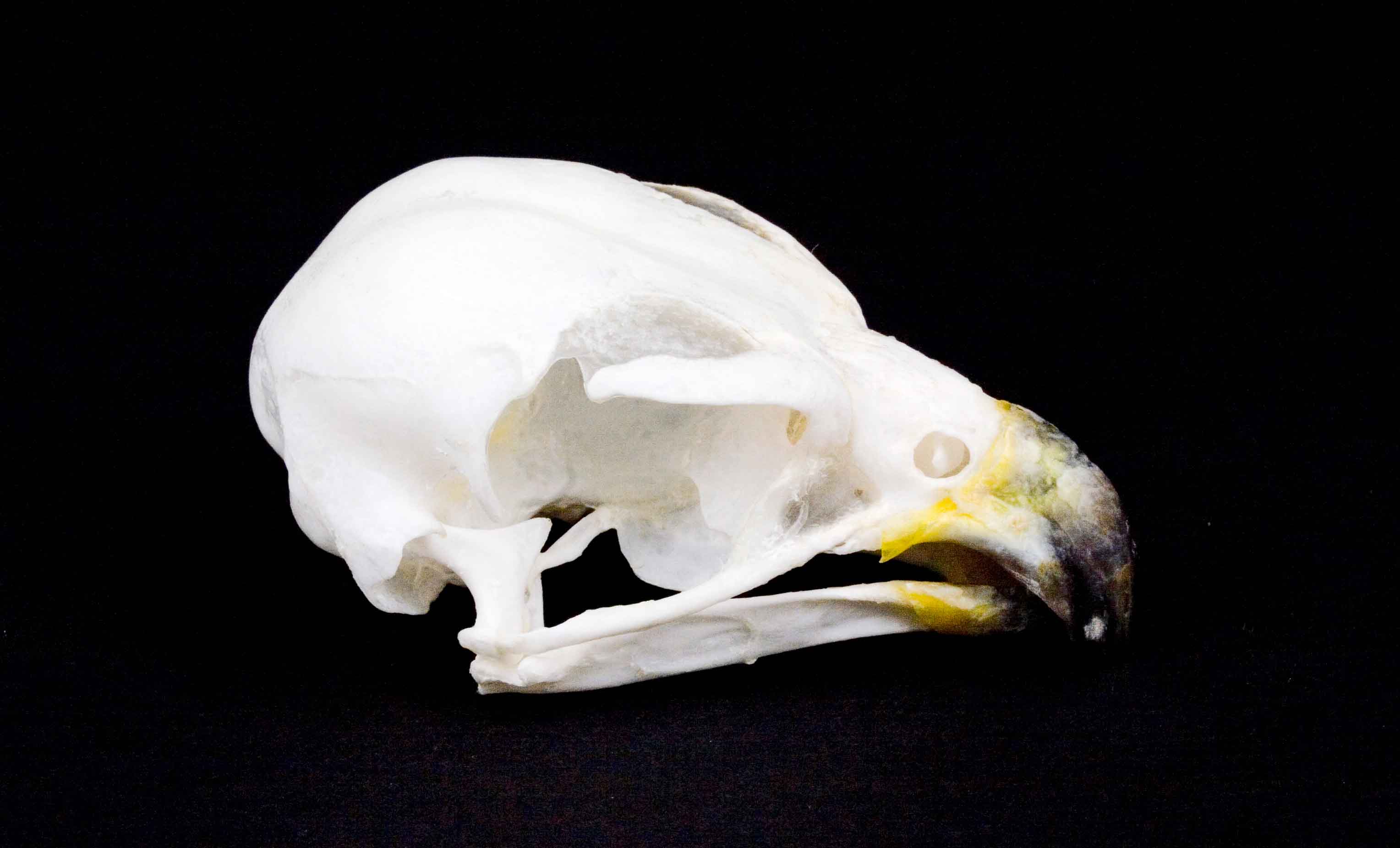 Cranio: Falco pellegrino